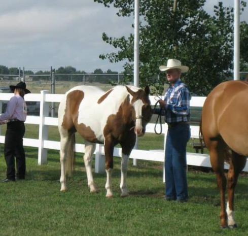 Horse Show